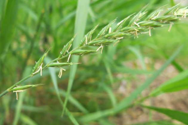 quackgrass-makes-excellent-forage-top-crop-managertop-crop-manager