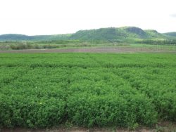 Growing better alfalfa - Top Crop ManagerTop Crop Manager