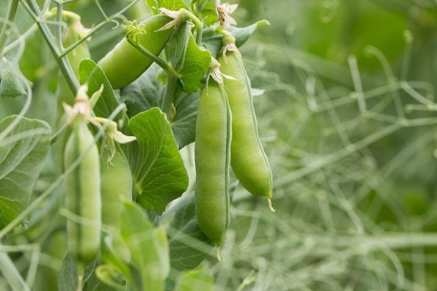 Agronomic management of pea - Top Crop ManagerTop Crop Manager