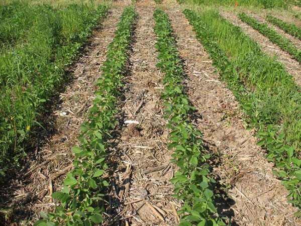 Dicamba for control in glyphosate- and dicamba-resistant soybean - Top ...