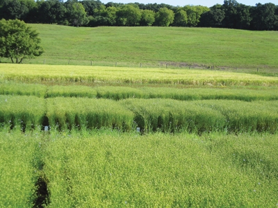 Linseed Farming : Increase the yield with advanced techniques