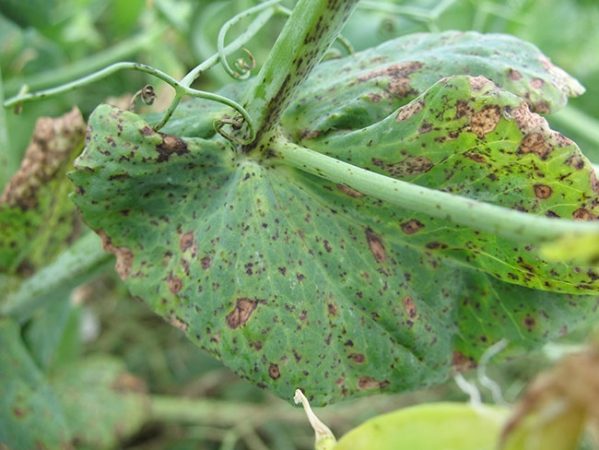 Managing Ascochyta blight on pea - Top Crop ManagerTop Crop Manager