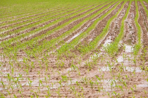 Lessons learned from #plant17: Dealing with saturated soil - Top Crop ...