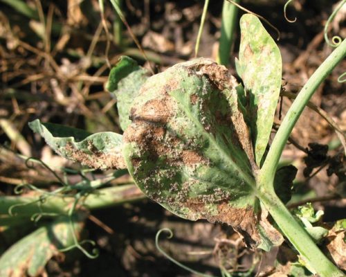 Downy mildew in peas showing more often - Top Crop ManagerTop Crop Manager