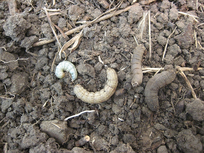 download types of cutworms