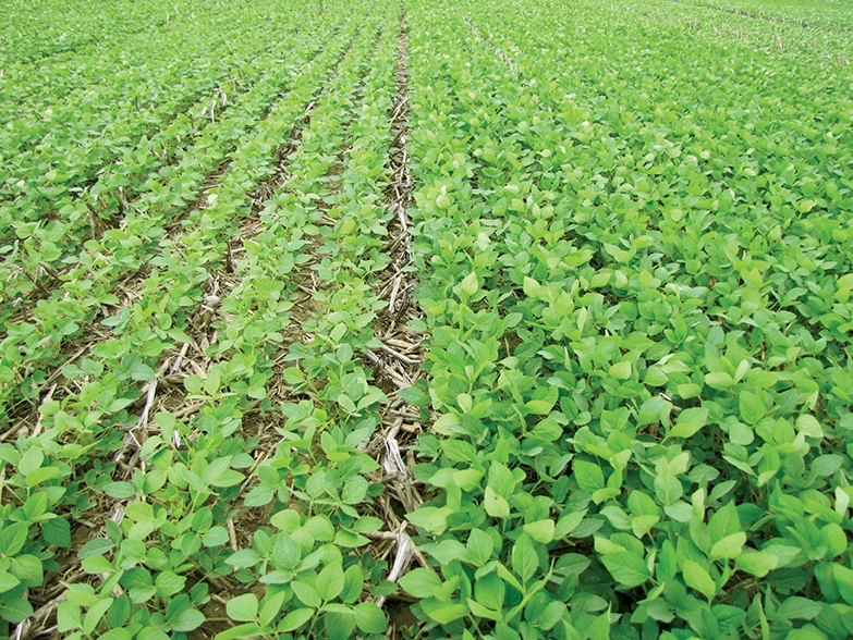 Unlocking Soybean synergies - Top Crop ManagerTop Crop Manager