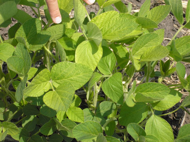 Managing iron deficiency chlorosis - Top Crop ManagerTop Crop Manager