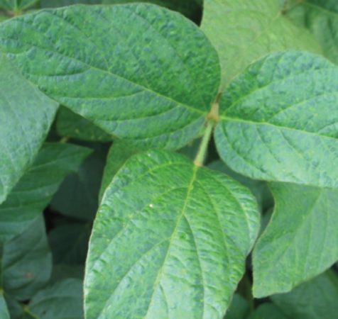 Soybean mosaic virus - Top Crop ManagerTop Crop Manager