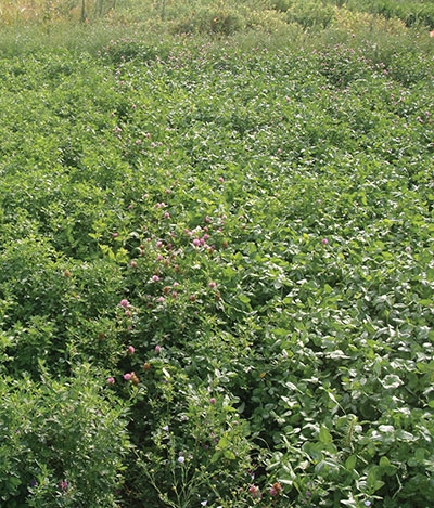 Short rotation legume forages can provide a nitrogen benefit - Top Crop ...