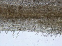 Root rot complex in peas and lentils - Top Crop ManagerTop Crop Manager