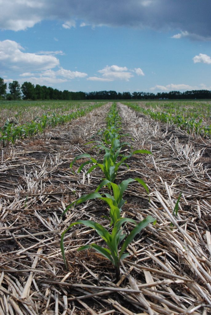 ESN for corn can be a risk management tool - Top Crop ManagerTop Crop ...