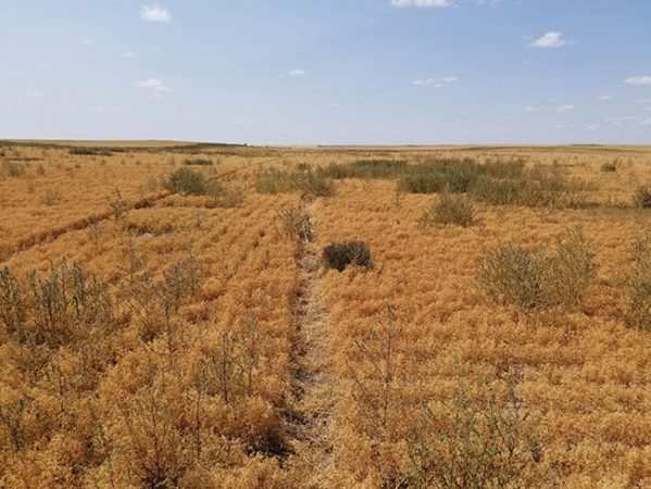 Herbicide-resistant kochia tumbling across the Prairies - Top Crop ...