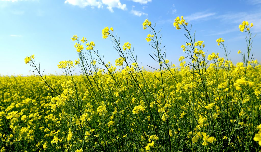 Canola loses lustre with China trade woes - Top Crop ManagerTop Crop ...