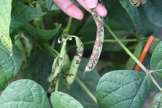 Controlling dry bean anthracnose - Top Crop ManagerTop Crop Manager