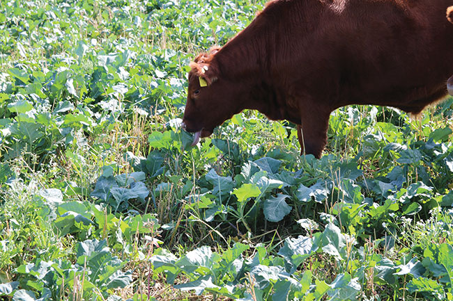 Collaborate With Cattle For Improved Soil Biology Top Crop Managertop Crop Manager