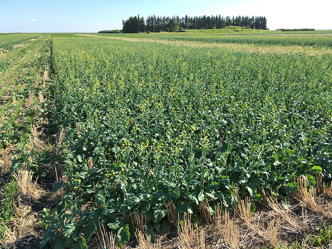 4r Nitrogen Management For Wheat And Canola Top Crop Managertop Crop Manager 4896