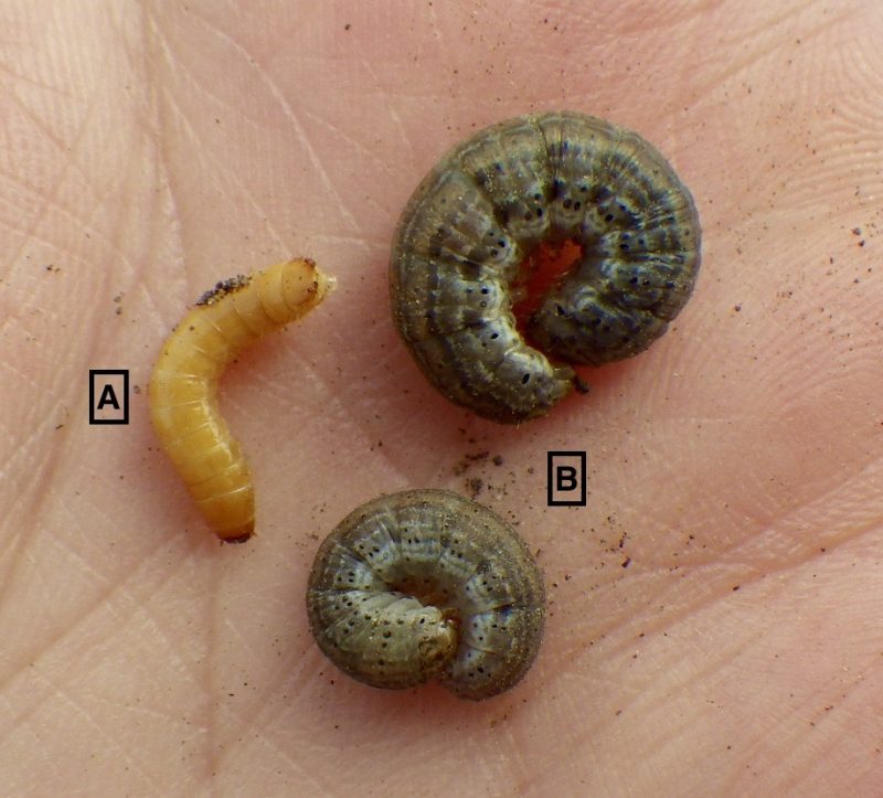 Wireworm ID 101 - Top Crop ManagerTop Crop Manager