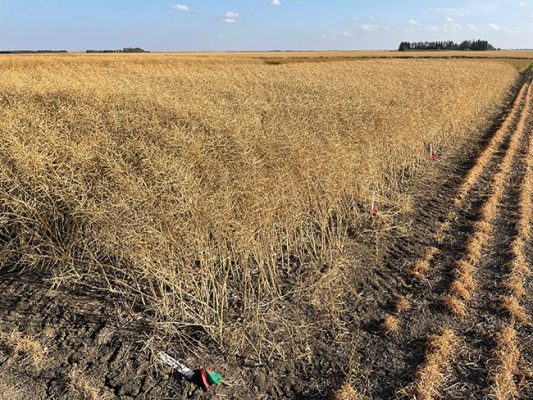 Investigating Safe Seedrow Phosphorus In Canola - Top Crop Managertop 